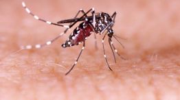 Santa Fe, la provincia más afectada por casos de dengue.   