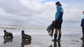 Los dos ejemplares habían sido encontrados en diferentes localidades del Partido de la Costa.