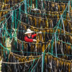 Esta foto muestra a un agricultor secando algas en Ningbo, en la provincia oriental china de Zhejiang. | Foto:AFP