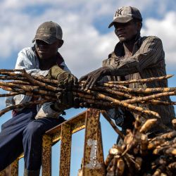 Trabajadores recogen caña de azúcar en una plantación cerca de El Seibo, en el este de la República Dominicana. | Foto:ERIKA SANTELICES / AFP