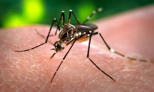 Mosquito dengue 15-4