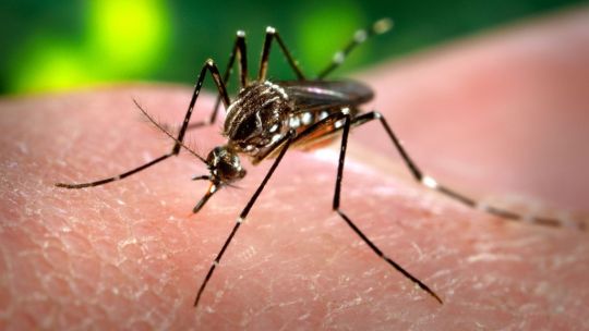 Confirmaron 35 muertes por dengue y más de 41 mil casos en todo el país