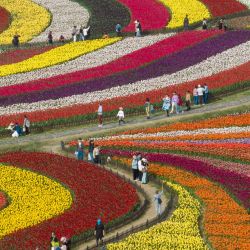 Esta foto aérea muestra a la gente mirando las flores en el Parque de Flores Dafeng Holland en Yancheng, en la provincia oriental china de Jiangsu. | Foto:AFP