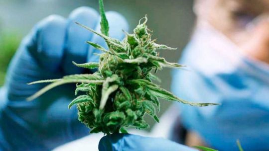 Cannabis: una industria que acelera