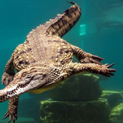 Un cocodrilo se sumerge tras el cristal de un acuario en el Parque de Cocodrilos de Dubái, en Dubái. | Foto:GIUSEPPE CACACE / AFP