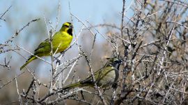 El cardenal amarillo se encuentra en peligro de extinción.