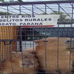 El carpincho se encuentra protegido por ley en la provincia de Entre Ríos.