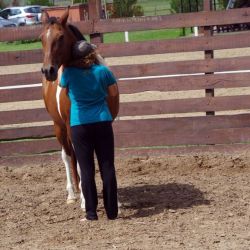 Falta de valoración, cómo los caballos nos ayudan a revertirla | Foto:CEDOC