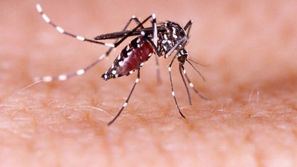 The dengue-carrying aedes aegypti mosquito.