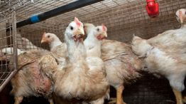 Gripe aviar: cuál es la dura realidad que atraviesa el sector avícola