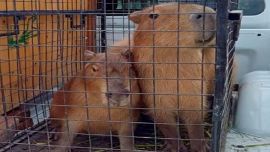 Los animales se encontraban en cautiverio.