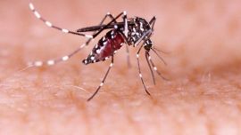 Dengue fever cases in Argentina up 2,153% so far in 2024