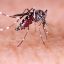 39 dead as Argentina suffers largest dengue outbreak since 2020