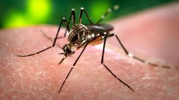 Preocupación por aumento de casos de dengue.