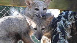 Habían sido rescatados de una trampera.