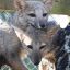 2104_zorro gris pampeano
