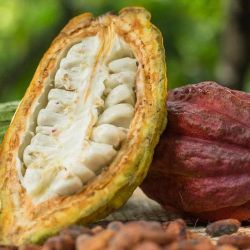 Cacao de Ecuador.