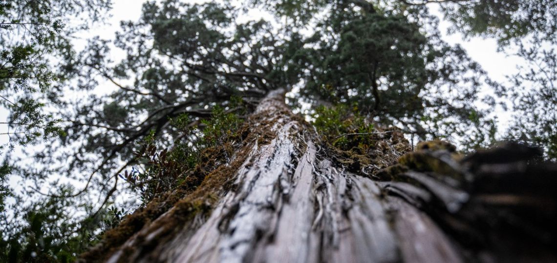 World's 'oldest' tree able to reveal secrets Buenos Aires Times