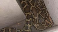 apareció una pitón de más de dos metros en una casa de La Plata