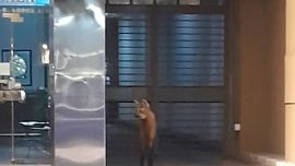 El aguará guazú parecia estar muy asustado.