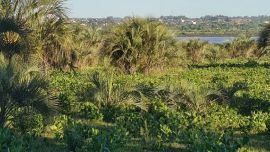 Estará ubicada en la zona del Palmar correntino.