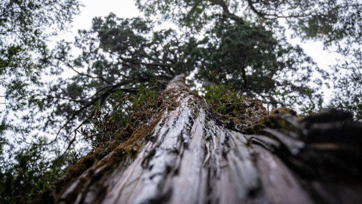 World's 'oldest' Tree Able To Reveal Planet's Secrets 