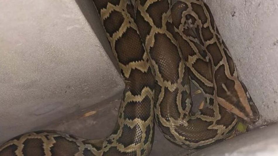 apareció una pitón de más de dos metros en una casa de La Plata