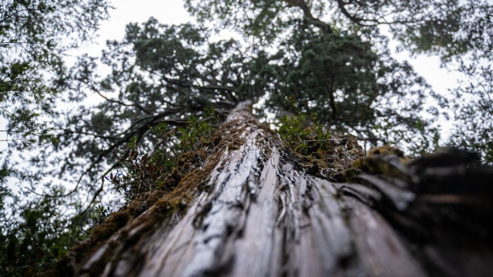 world-s-oldest-tree-able-to-reveal-planet-s-secrets-buenos-aires-times