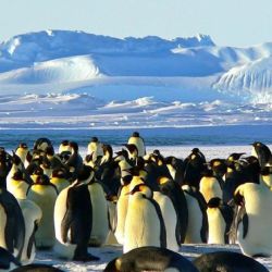 Hay casi 300 lugares en el mundo donde la gente visita a los pingüinos en la Naturaleza