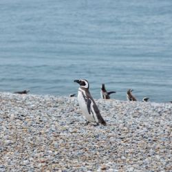 Existen 18 especies de pingüinos en el mundo.