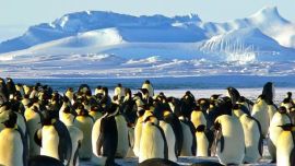 Hay casi 300 lugares en el mundo donde la gente visita a los pingüinos en la Naturaleza