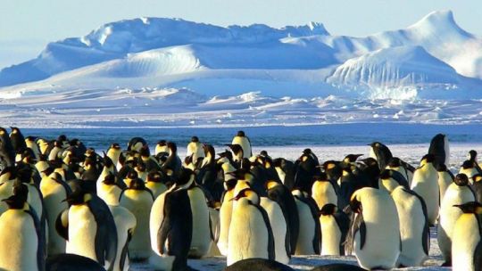 Día Mundial del Pingüino: ¿por qué son fundamentales para los ecosistemas marinos y terrestres?