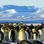 2504_PINGUINO