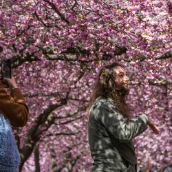 Un visitante posa para las fotos bajo los cerezos en flor en el parque Kungstradgarden en Estocolmo. | Foto:JONATHAN NACKSTRAND / AFP