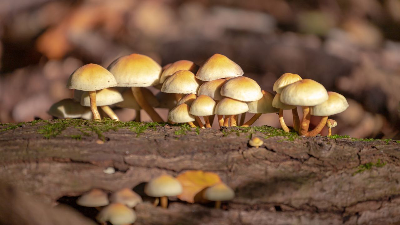 El reino fungi, que históricamente se observó con cierto rechazo, hoy suma adeptos. | Foto:Cedoc. 