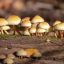 hongos fungi ciencia psilocibina