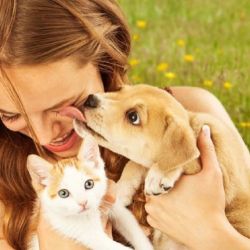 Como muchos otros animales, los perros y los gatos necesitan sentirse queridos por sus amos.