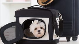 Flybondi lleva en cabina mascotas de hasta 10 kilos, canil incluido.