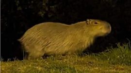 El animal parecía hambriento y sediento.