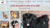  20230429_perros_adopcion_fundacion_vivalavida_cedoc_g
