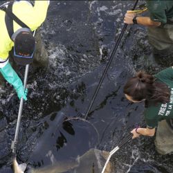 La pesca eléctrica es la más útil para retirar los peces ante la reducción del caudal y la mala calidad del agua.