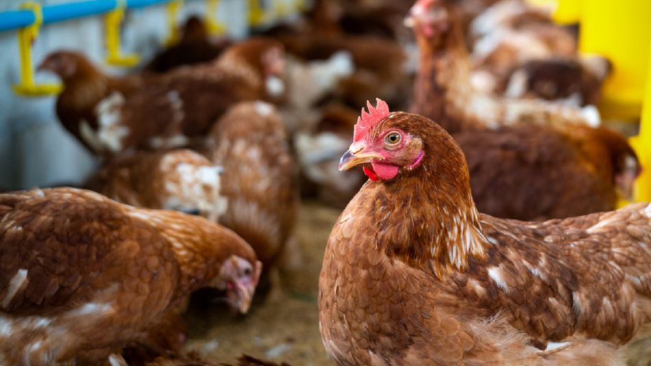 Gripe aviar: tensión entre los productores de pollos y los de huevos por una vacunación masiva