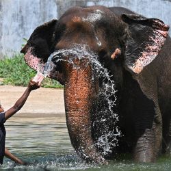 Un trabajador echa agua a un elefante en un caluroso día de verano en el Veermata Jijabai Bhosale Udyan and Zoo de Bombay, India. | Foto:PUNIT PARANJPE / AFP