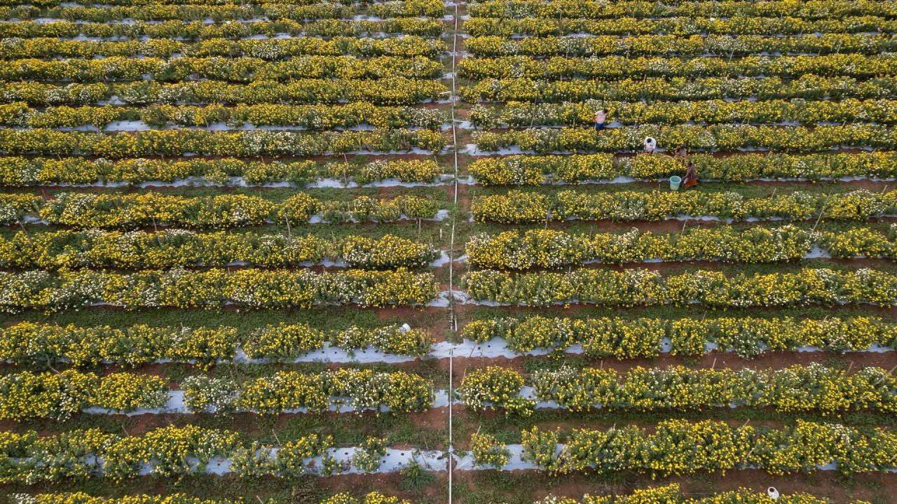 En esta fotografía aérea, trabajadores agrícolas cosechan flores de crisantemo en un campo a las afueras de Bengaluru, India. | Foto:Manjunath Kiran / AFP