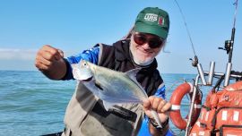 Detrás de los pejerreyes acechan las palometas, una especie muy deportiva y de excelentes cualidades gastronómicas.