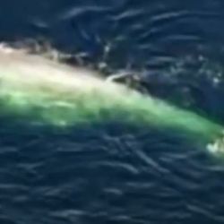 Las ballenas azules se encuentran en peligro de extinción.