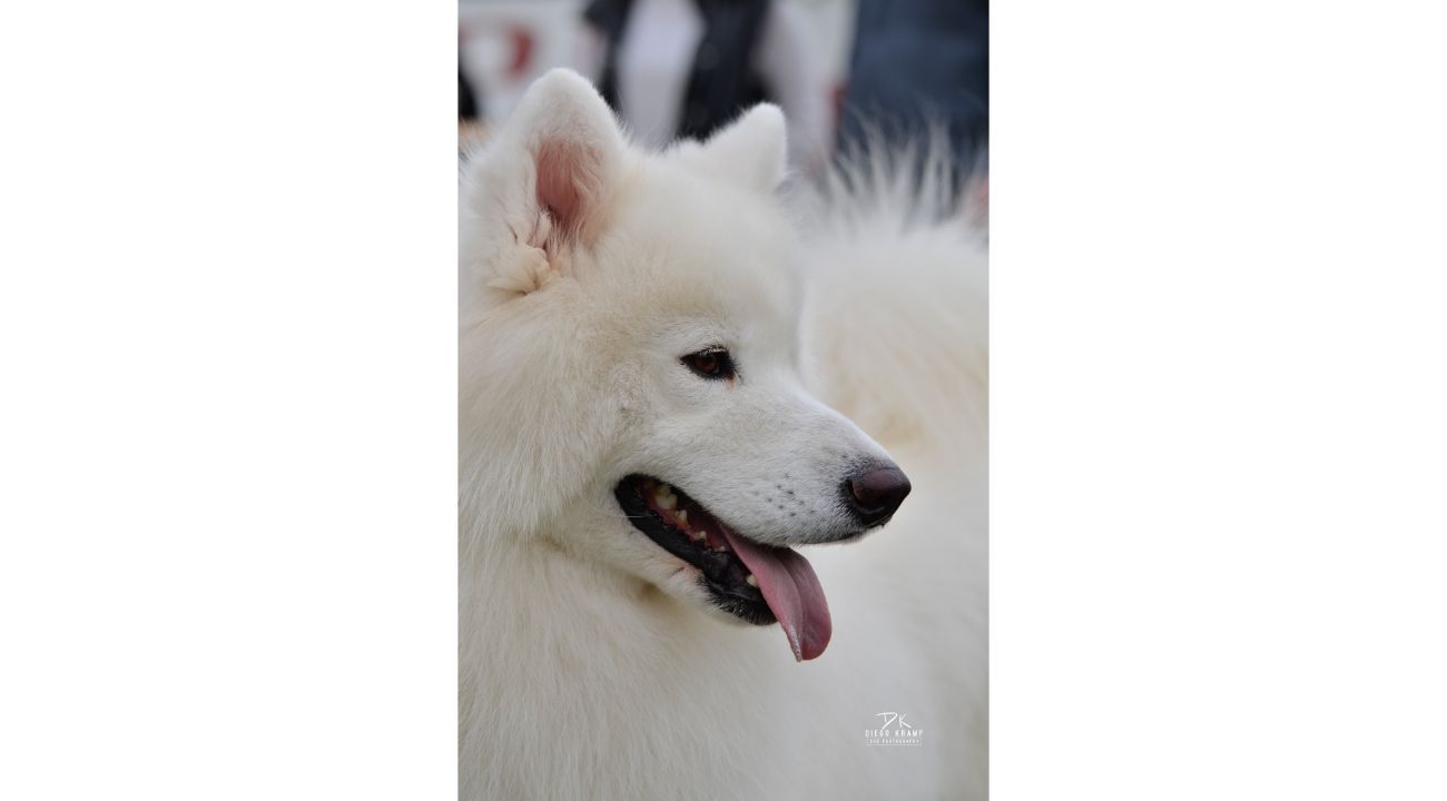 SAMOYEDOS. LA ESTRELLA BLANCA DEL ÁRTICO. EL PERRO DE LA SONRISA 