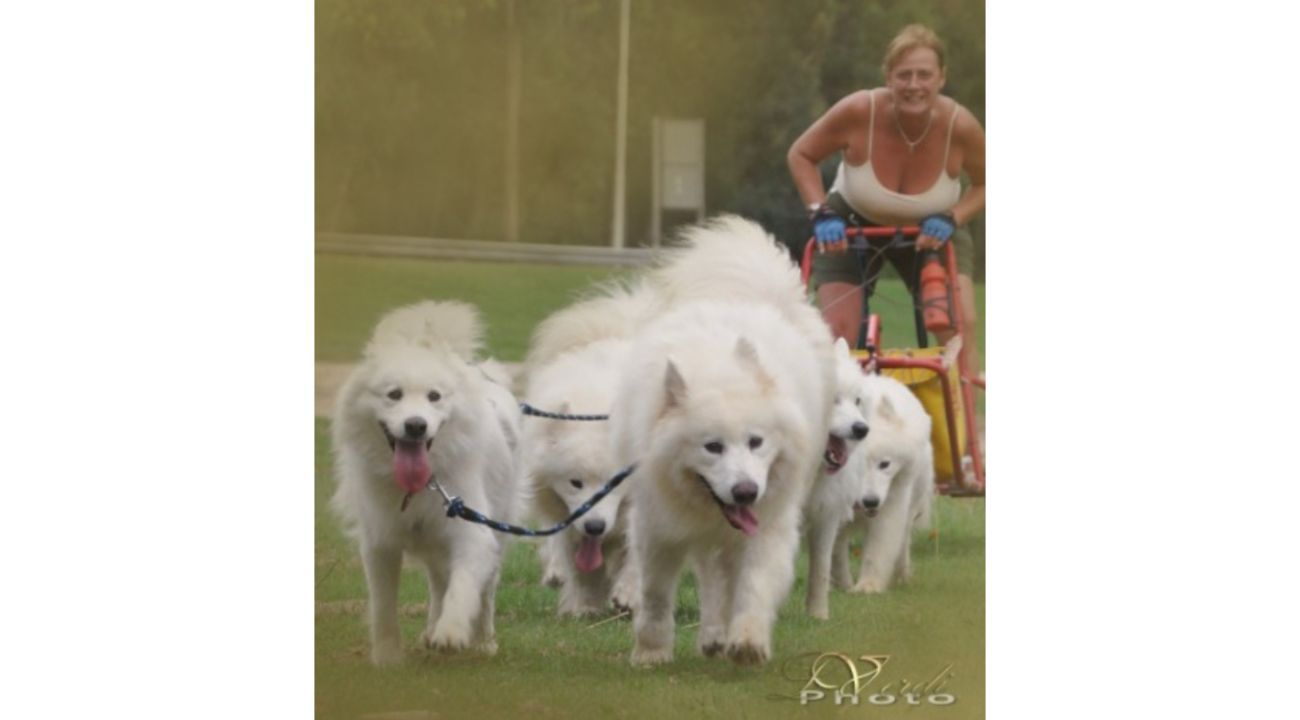 SAMOYEDOS. LA ESTRELLA BLANCA DEL ÁRTICO. EL PERRO DE LA SONRISA 