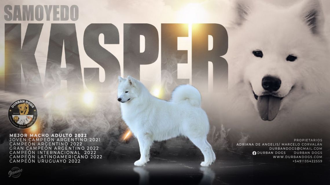 que perro ha ganado mas mejor en exposiciones