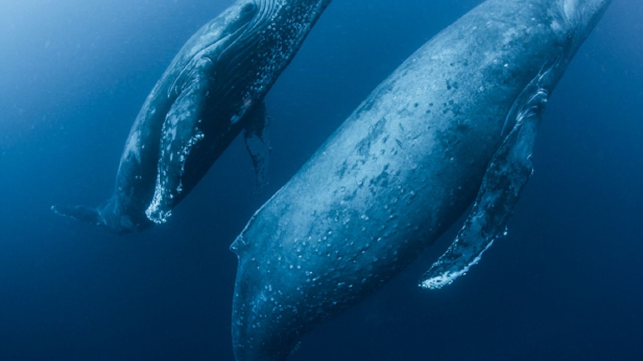 They discover a new species of blue whale thanks to its original song